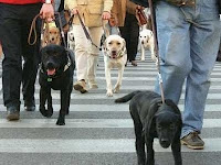 Un grupo de perros guía cruzando una calle con sus usuarios
