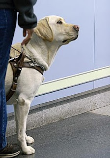 Uno de los perros guía ataviado con el arnés