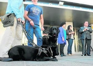 Dos perros guía junto a sus dueños en la puerta del Palacio de Congresos de San Fernando