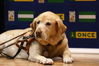 Un perro guía con el fondo de la imagen corporativa de la ONCE