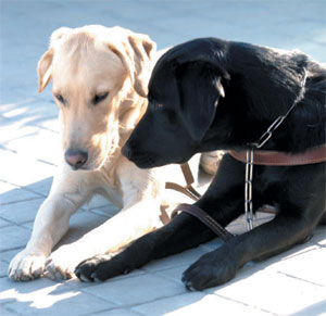 Dos perros guía tumbados juntos