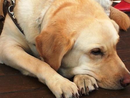 Un perro guía necesita dos años de adiestramiento