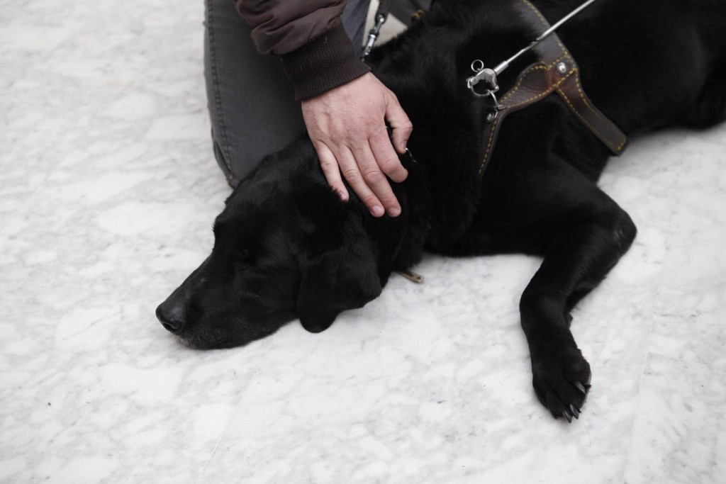 Un usuario acaracia la cabeza de su perro guía